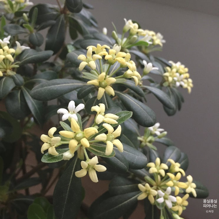  만리향 키우기 ) 만리향(돈나무) 꽃이 만개했어요! 올망졸망 귀여운 꽃들 사진 보여드릴게요