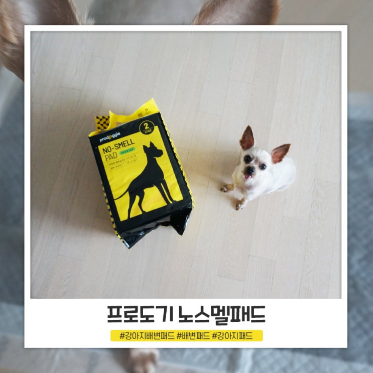 강아지배변패드 3초흡수력으로 만족스러운 프로도기 노스멜패드 강아지배변패드 3초흡수력으로 만족스러운 프로도기 노스멜패드