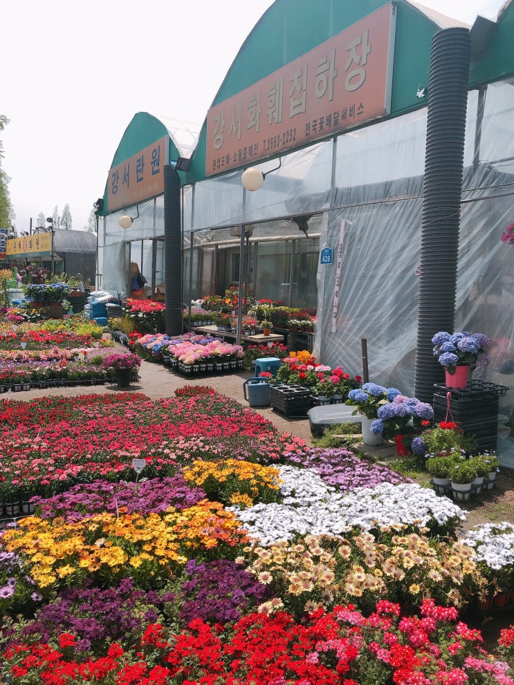강서화훼집하장 방문 꽃구매 (강서구 화원, 마곡 근처 화원, 김포공항 근처 화원 비닐하우스 꽃집)