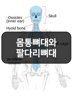  몸통뼈대와 팔다리뼈대 나누는 방법!!