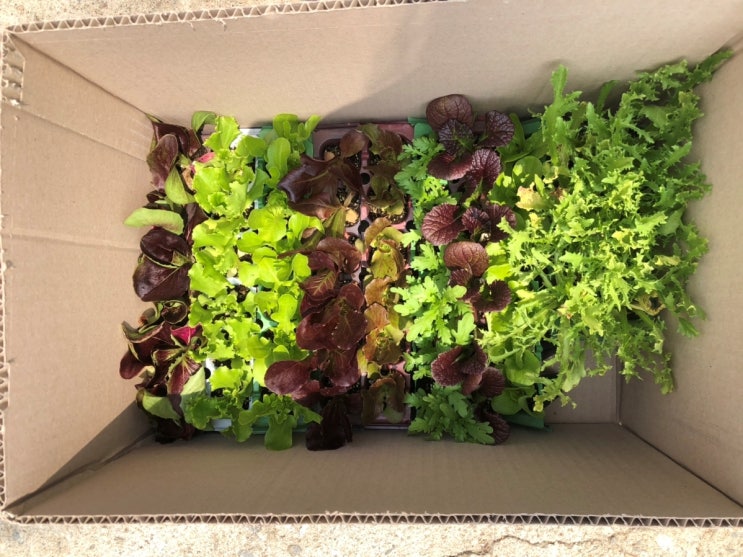 [텃밭꾸미기] 모종사러가기 - 포천육묘장