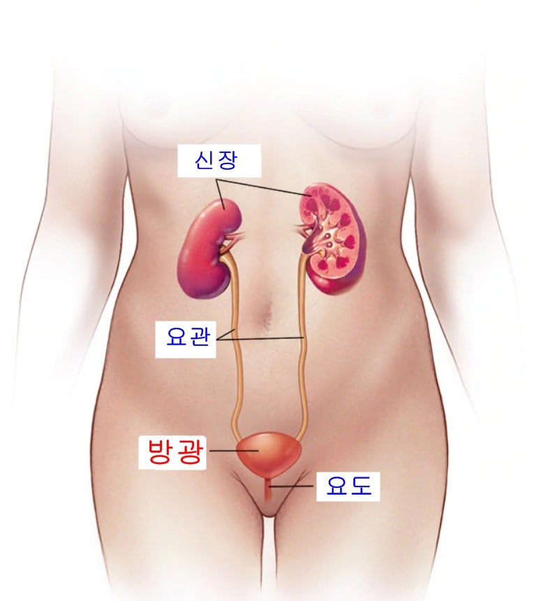 천안 생리통이 심할 때는?