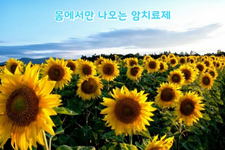 몸에서만 나오는 암치료제 몸에서만 나오는 암치료제