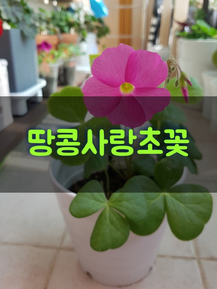 땅콩사랑초 =  보위에나 키우기 꽃