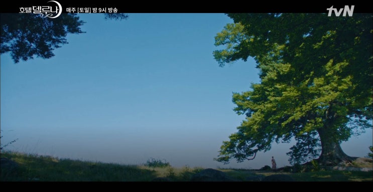  앵무새자유비행[부여사랑나무]