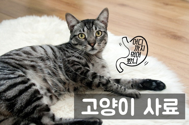  퍼시켓 변비 개선 고양이 건식 사료
