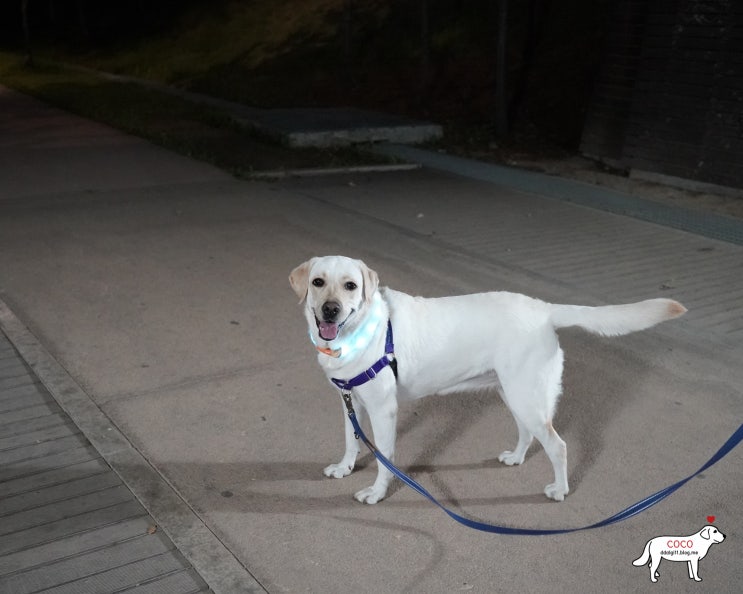  어두운 밤산책 필수템 :: 라루 강아지 LED 목걸이