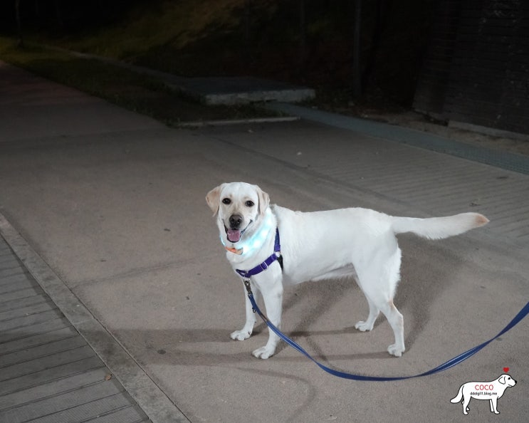 어두운 밤산책 필수템 :: 라루 강아지 LED 목걸이