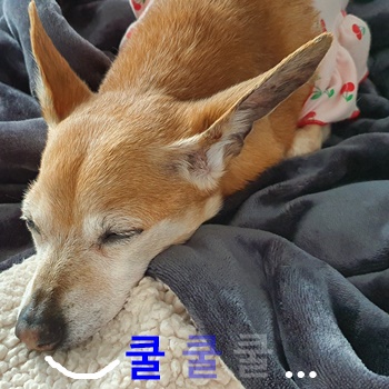  꾸벅꾸벅 ㅎ