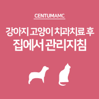  강아지 고양이 치과치료 후 집에서 관리지침