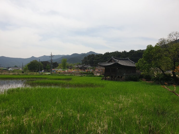  [5월 일상] 부산 근교 경주 서출지
