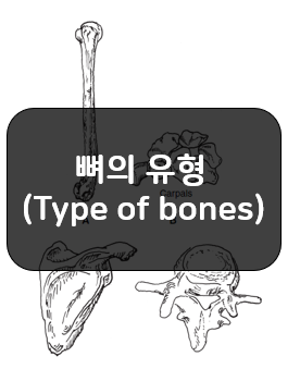 뼈의 유형을 나누는 방법 - 긴뼈, 짧은뼈, 납작뼈, 불규칙뼈, 종자뼈