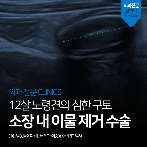  [외과] 12살 노령견의 심한 구토 - 소장 내 이물 제거 수술 (부산 남구 대연동 용호동 용당동 강아지 응급 수술 전문 동물병원, 장절개술)