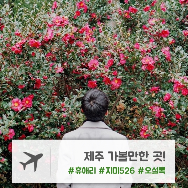  제주 | 동백꽃 맛집 "휴애리", 산방산 뷰 브런치카페 "지미526", 제주 여행 필수 코스 "오설록"