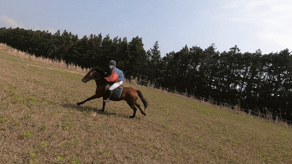 제주도 '싸이프러스외승' 승마체험, 낙마, 습보 제주도 '싸이프러스외승' 승마체험, 낙마, 습보