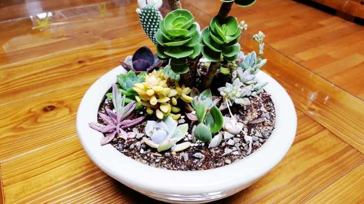  다육이 셋트 식재 해보기