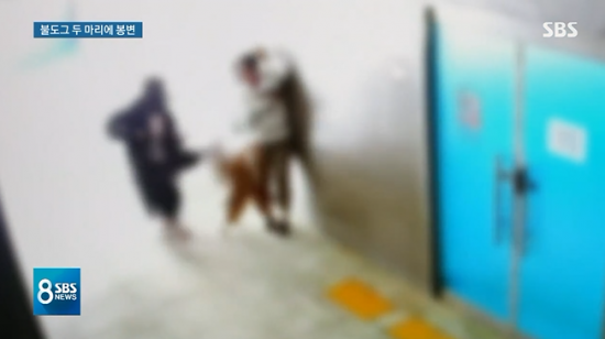 산책 나온 반려견 불도그 2마리 달려들어 허벅지 무는 '개 물림 사고'발생 산책 나온 반려견 불도그 2마리 달려들어 허벅지 무는 '개 물림 사고'발생
