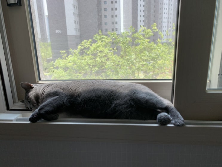 [고양이] 창문과 고양이