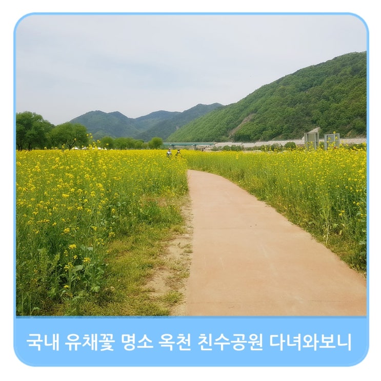  국내 유채꽃밭 명소 충북 옥천군 동이면 친수공원 다녀와보니