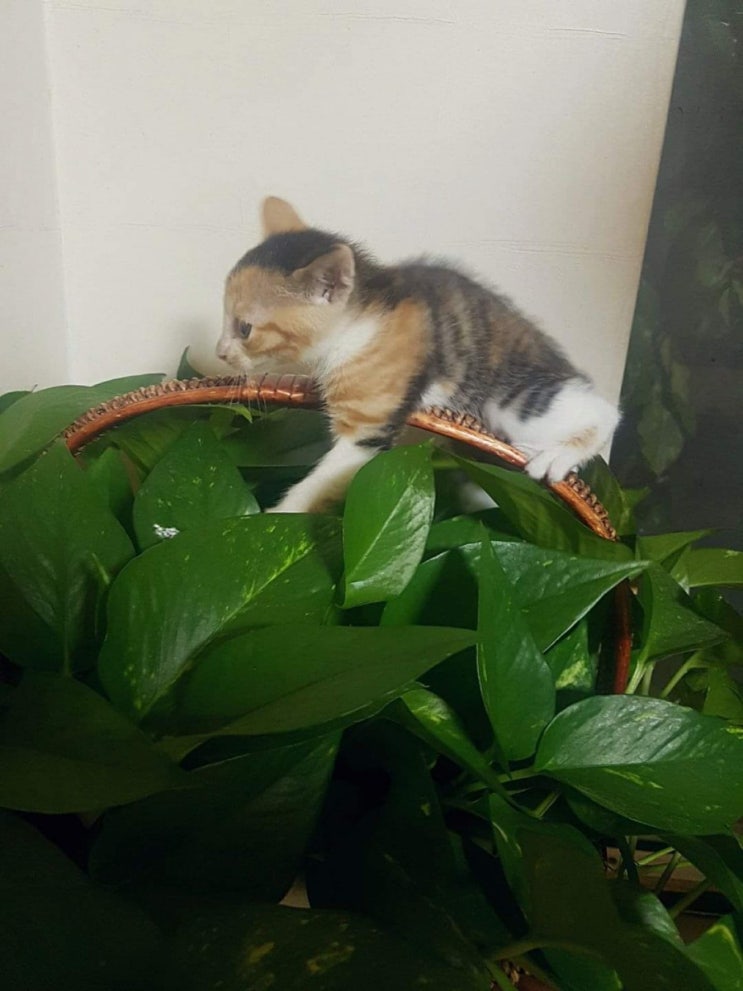  우리집 고양이: 뭉치