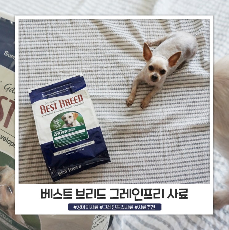 강아지사료 방이가 너무 잘먹는 베스트 브리드 그레인프리 강아지사료 방이가 너무 잘먹는 베스트 브리드 그레인프리