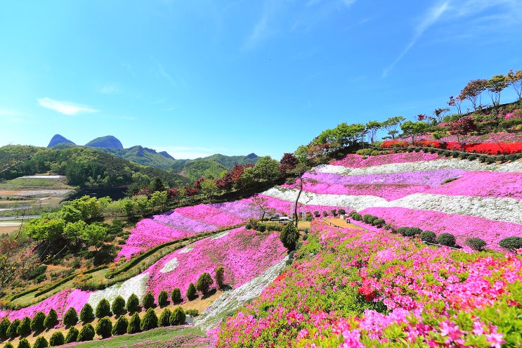  진안 여행 진안 꽃잔디 동산