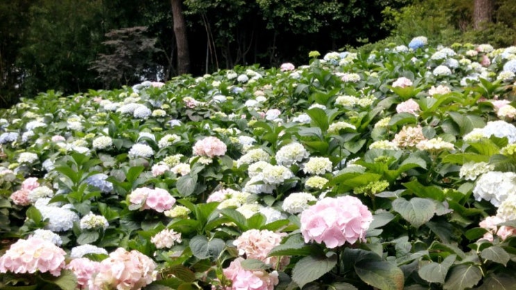  수국꽃