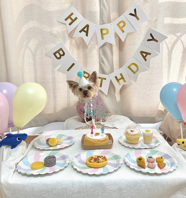  (강아지생일파티)강아지 생일파티 준비하기