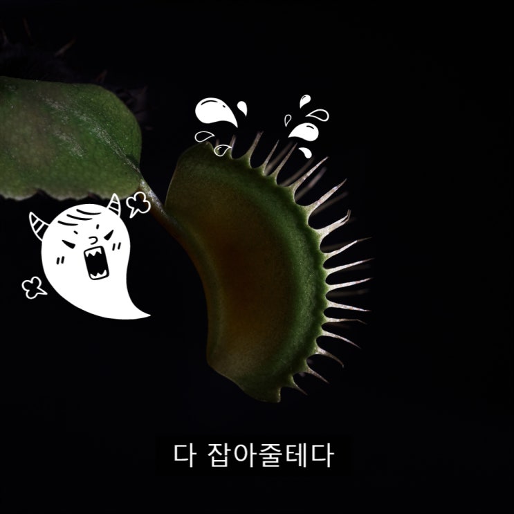  식충이  중에서 뿌파(뿌리파리)를 누가 제일 잘 잡나요
