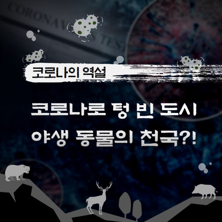  코로나19의 역설, 코로나로 텅 빈 도시 야생 동물들의 천국