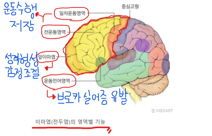 뇌졸중 발병 후 손상부위 - 전두엽(Frontal Lobe)에 대하여 : 네이버 블로그