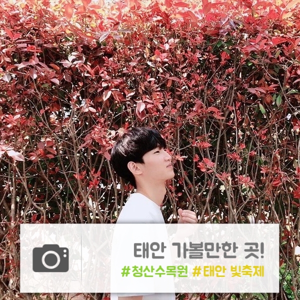  태안 | 스냅사진 촬영지로 유명한 "청산수목원"/ 밤에 가볼 만한 곳! "태안 빛축제"