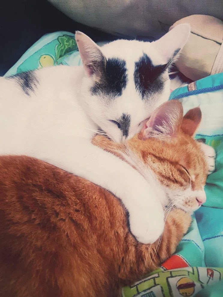  우리집 고양이: 미나&야옹이