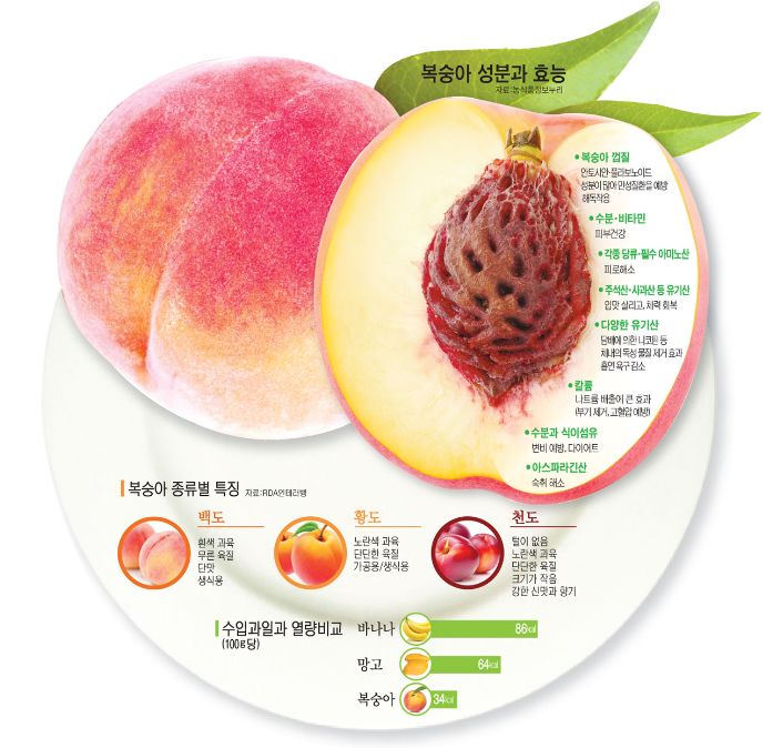  [세종시 조치원 복숭아 과수원 -고개농원] 복숭아 고르는 법