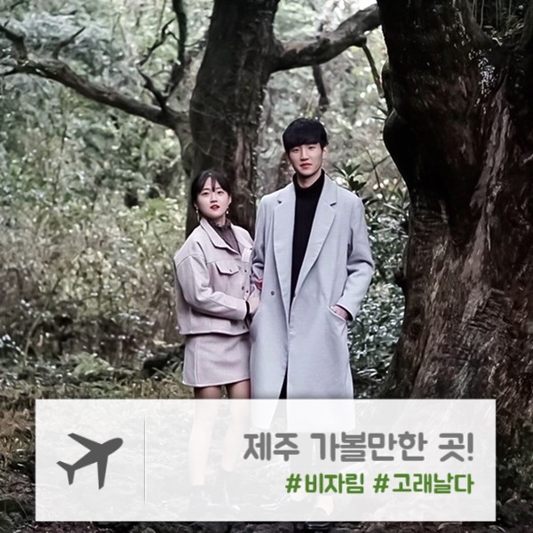  제주 | 피톤치드 뿜뿜! "비자림" / 싱싱한 해물 한가득 "고래 날다"