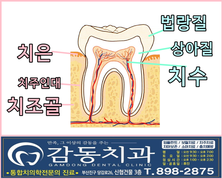  당감동치과*치아의구조부터차근차근알아봅시다.