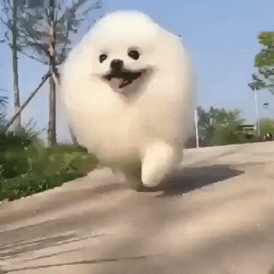 강아지슬개골탈구 수술? 관리 잘받고 흥부자 된 댕댕이들 : 네이버 블로그