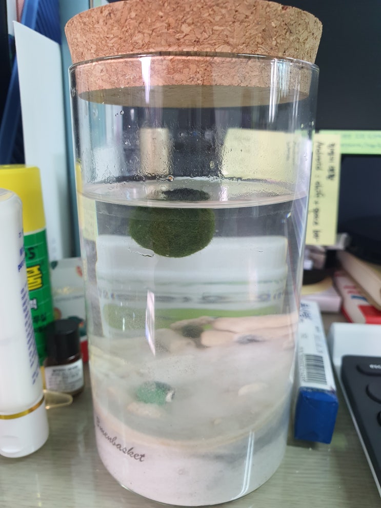  마리모가 둥둥 떴어요~