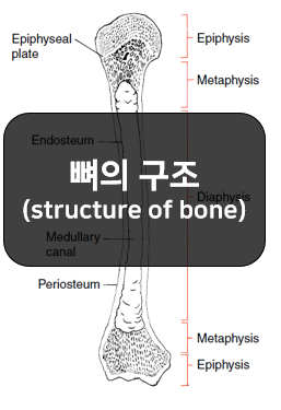 뼈의 구조와 특성 - 뼈몸통, 뼈속질공간, 뼈끝, 뼈막
