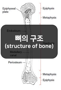  뼈의 구조와 특성 - 뼈몸통, 뼈속질공간, 뼈끝, 뼈막