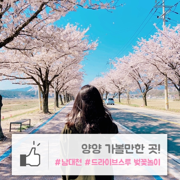  양양 남대천 | 드라이브스루 벚꽃놀이 "남대천 벚꽃길"