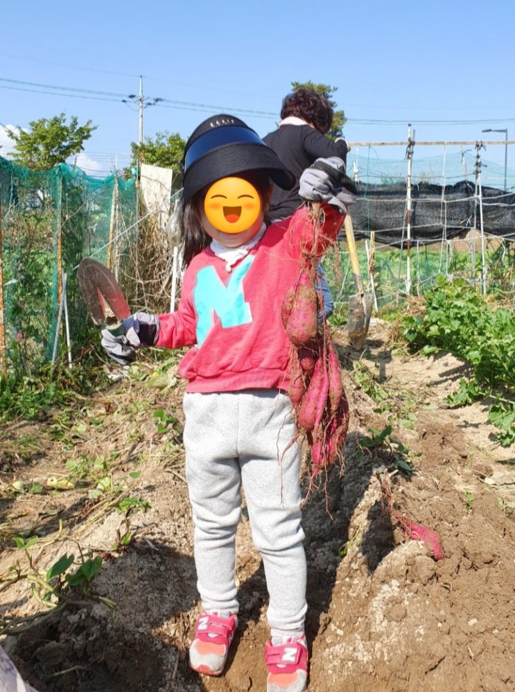  고구마심는방법 수확량이 많아지게 심자