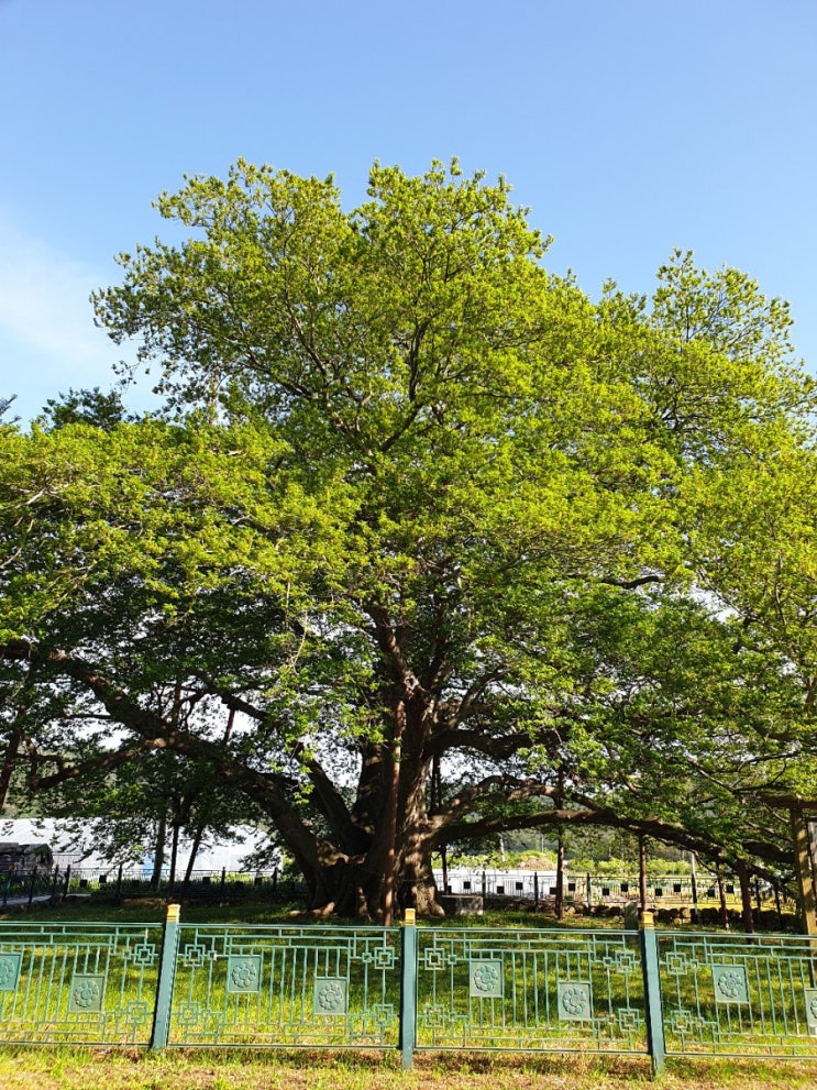 강진 가볼만한곳, 강진 사당리 푸조나무(천연기념물 제35호)