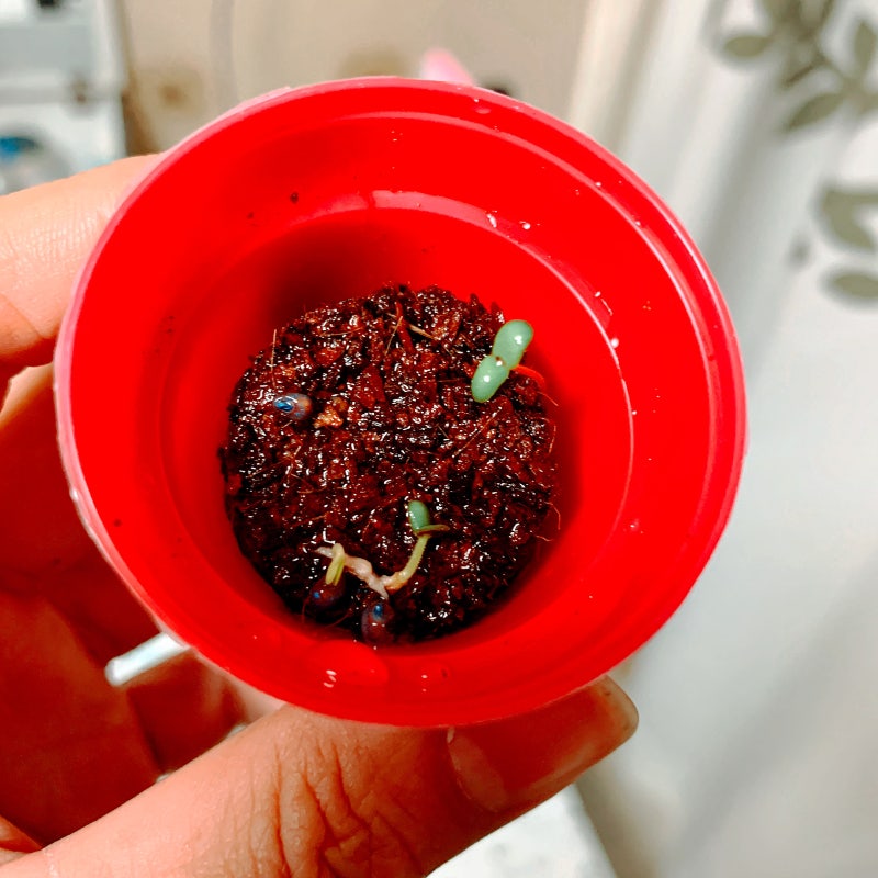 다이소 미니화분 로즈마리와 라벤더 씨앗 미니허브재배세트로 씨앗 발아 시켜보었지.