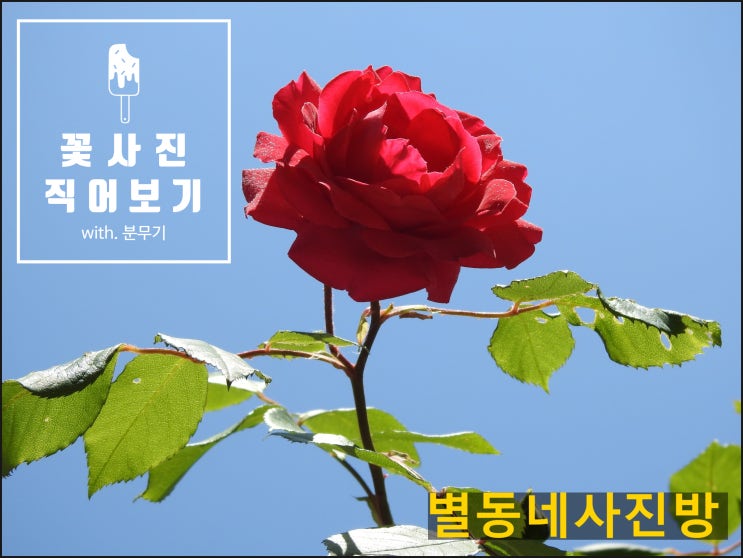 예쁜 꽃사진 보고가세요~ (with. 분무기)