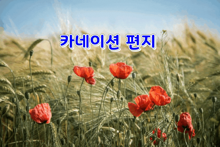  카네이션 편지