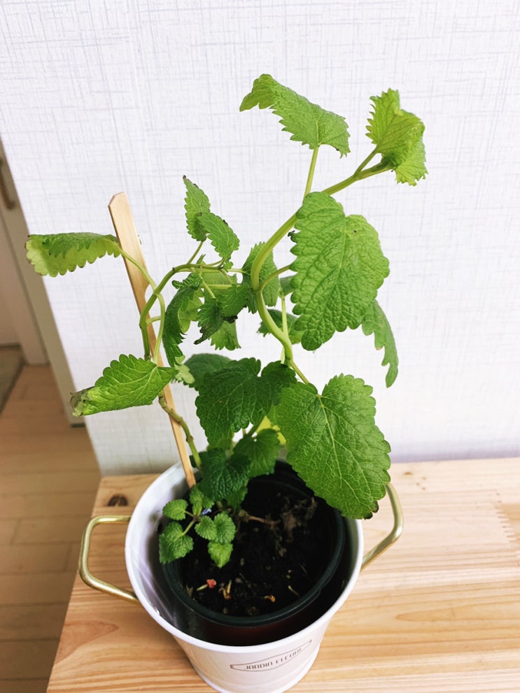  레몬밤 물에서 뿌리내리기 도전 !