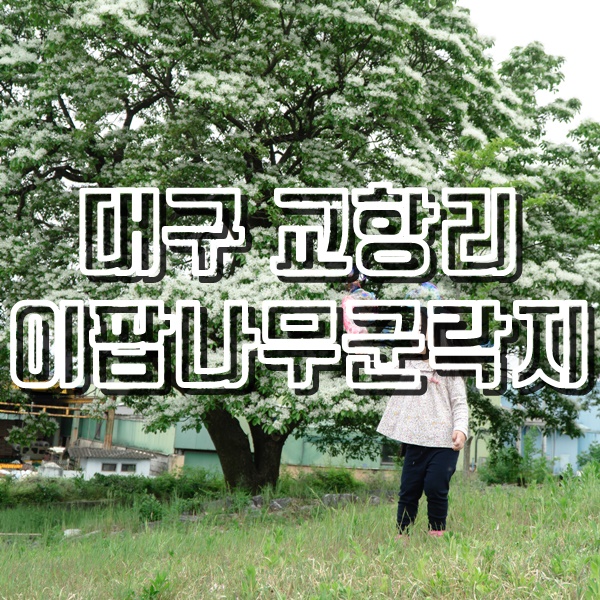  5월 대구 여행은 이곡장미공원과 교항리 이팝나무군락지