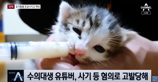 갑수목장 유투버 동물학대로 동물보호단체로부터 고발 당하다 갑수목장 유투버 동물학대로 동물보호단체로부터 고발 당하다