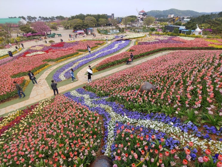  [충남 태안] 태안 세계튤립축제장